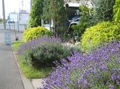 IMG_5650.JPG