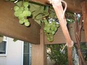 IMG_5906.JPG
