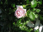 IMG_7316.JPG