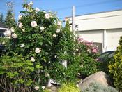 IMG_7317.JPG