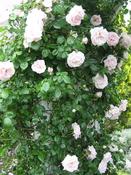 IMG_7325.JPG
