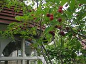 IMG_7327.JPG