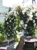 IMG_7348.JPG