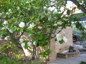 IMG_8936.JPG