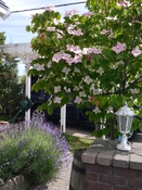 P1020152.jpg