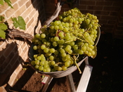 P1020745.JPG
